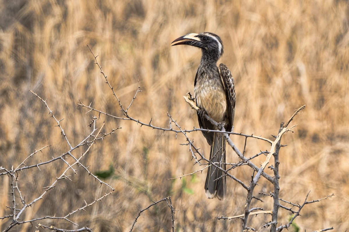 African Gray Hornbill - ML611850350
