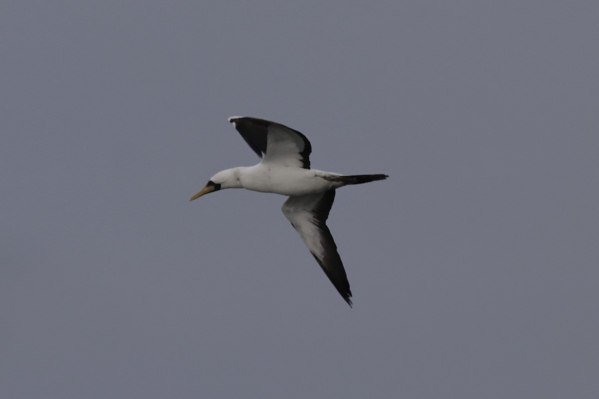 Masked Booby - ML611850499
