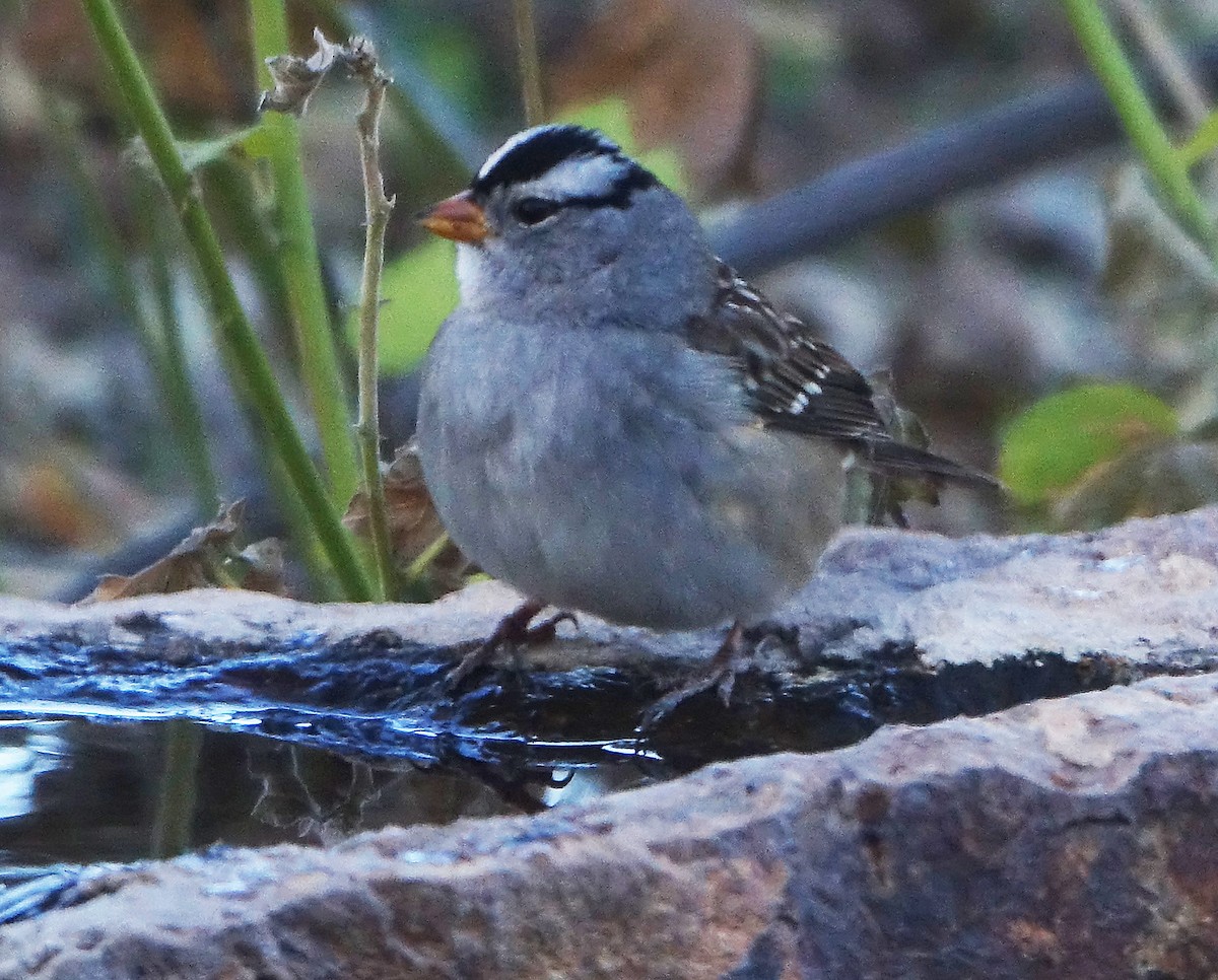 White-crowned Sparrow (Gambel's) - ML611850735