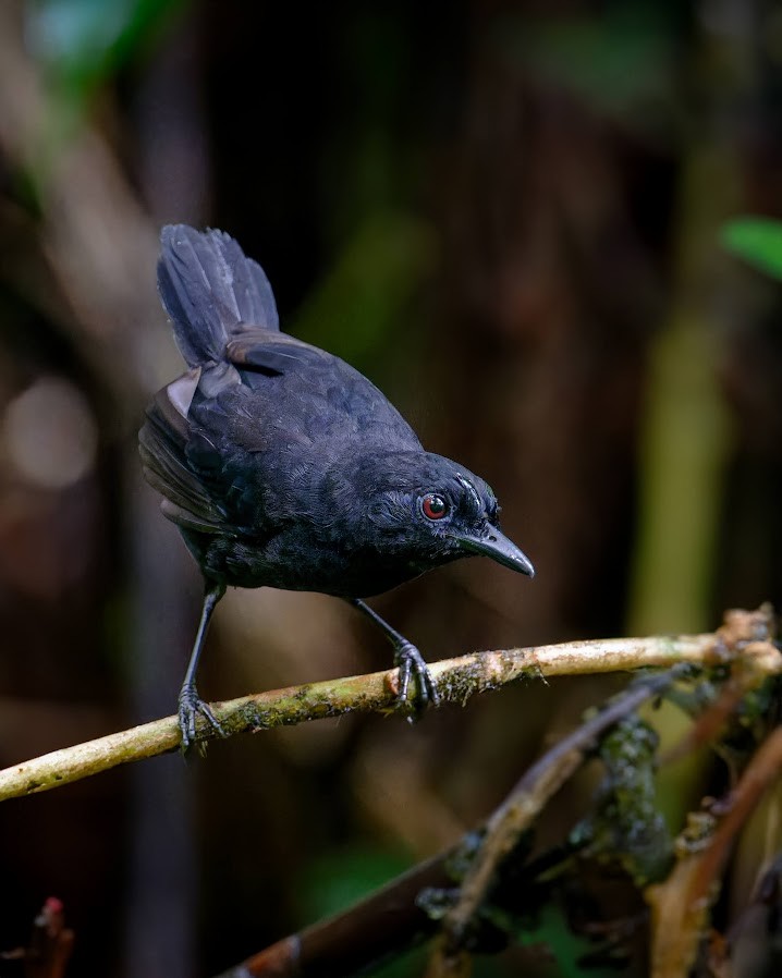 Stub-tailed Antbird - Johnnier Arango 🇨🇴 theandeanbirder.com