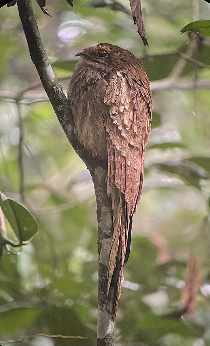 Long-tailed Potoo - Efrain Toapanta