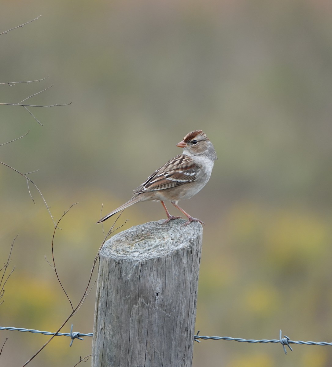 White-crowned Sparrow - ML611851091