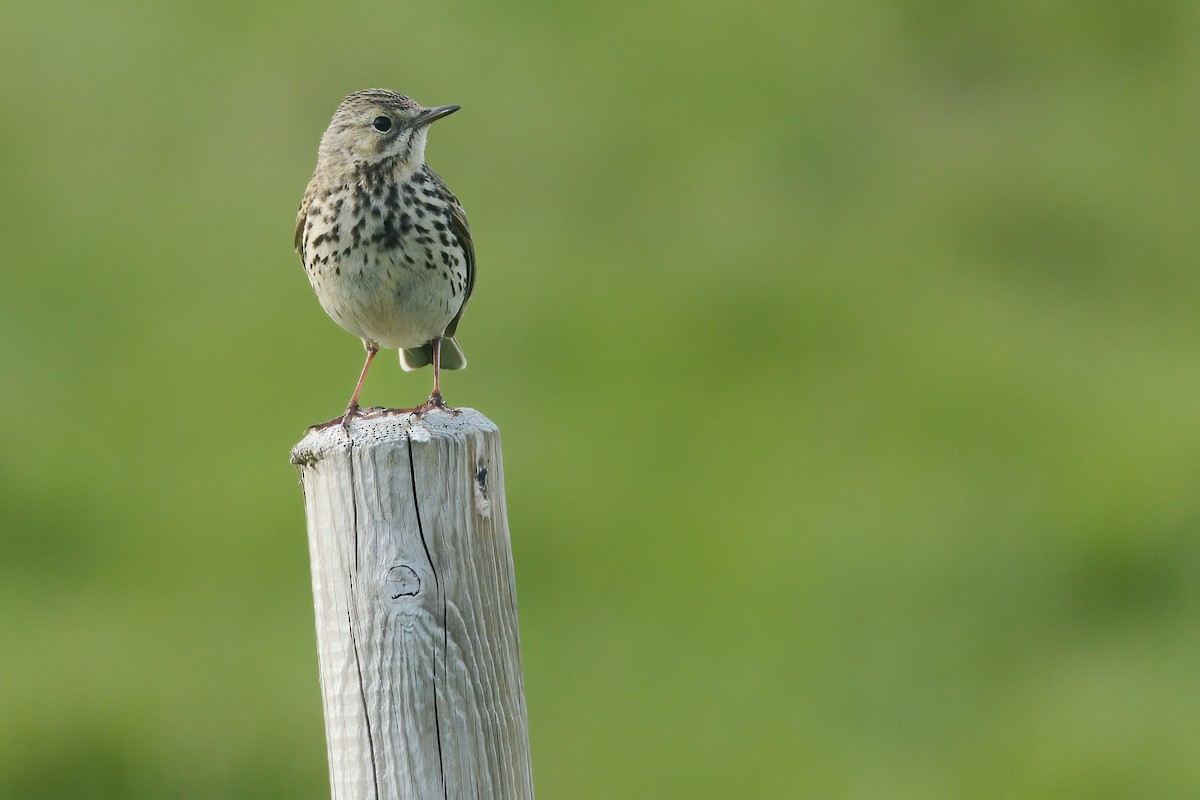 Meadow Pipit - ML611851235
