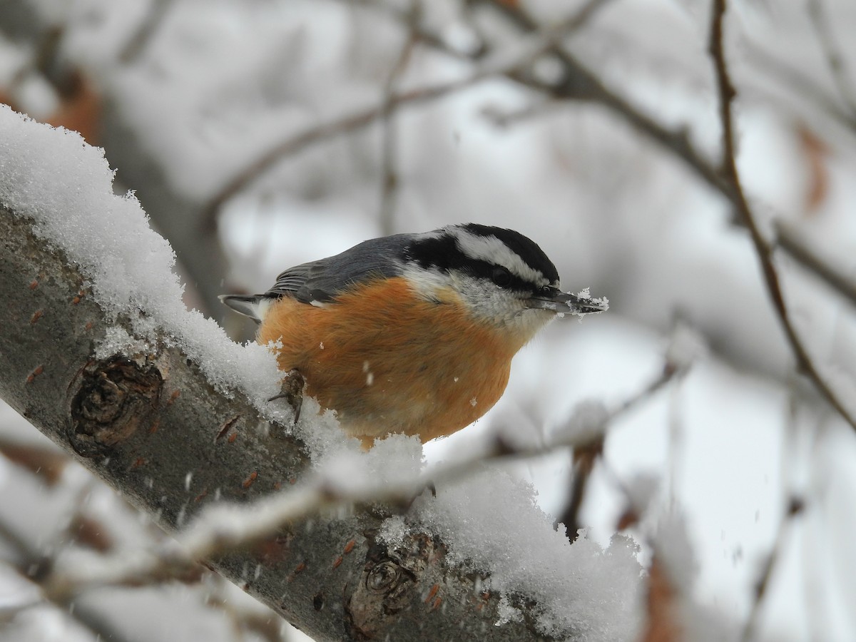 Red-breasted Nuthatch - ML611851573
