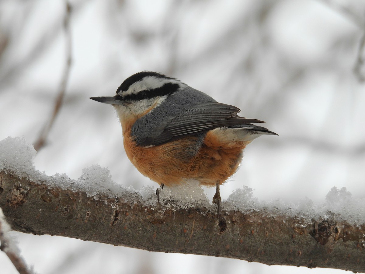 Red-breasted Nuthatch - ML611851574