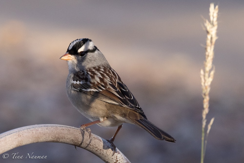 White-crowned Sparrow - ML611851605