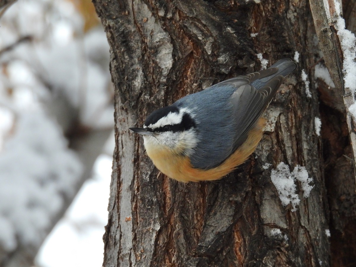 Red-breasted Nuthatch - ML611851614