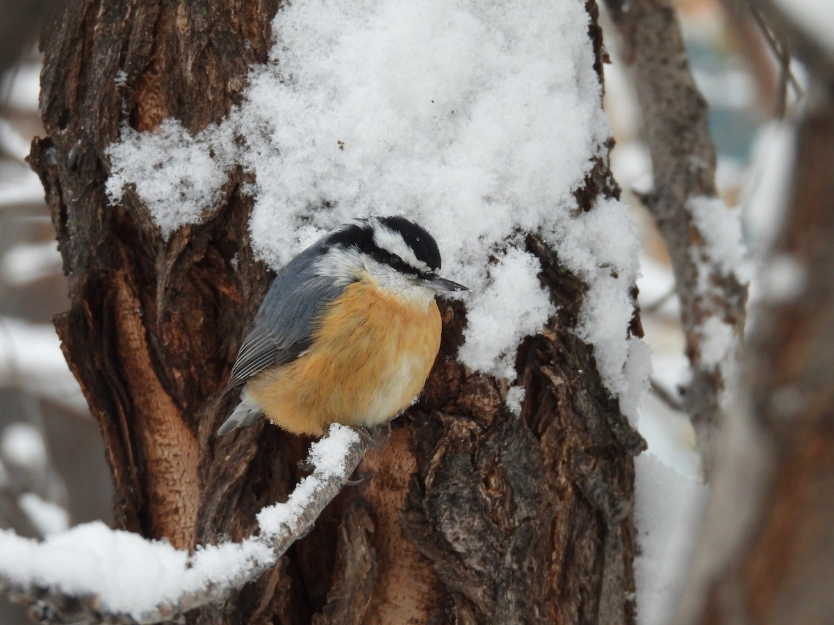 Red-breasted Nuthatch - ML611851629