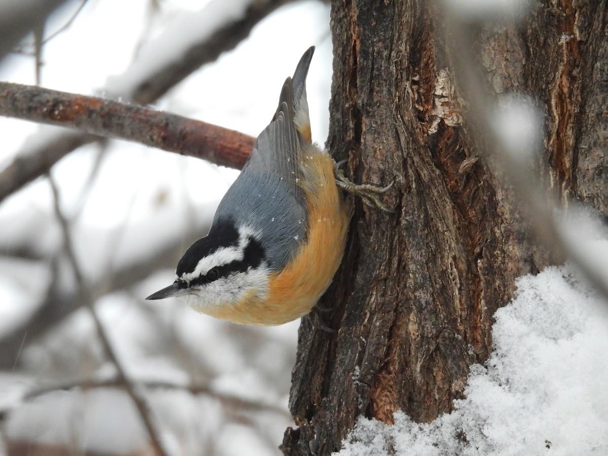Red-breasted Nuthatch - ML611851642