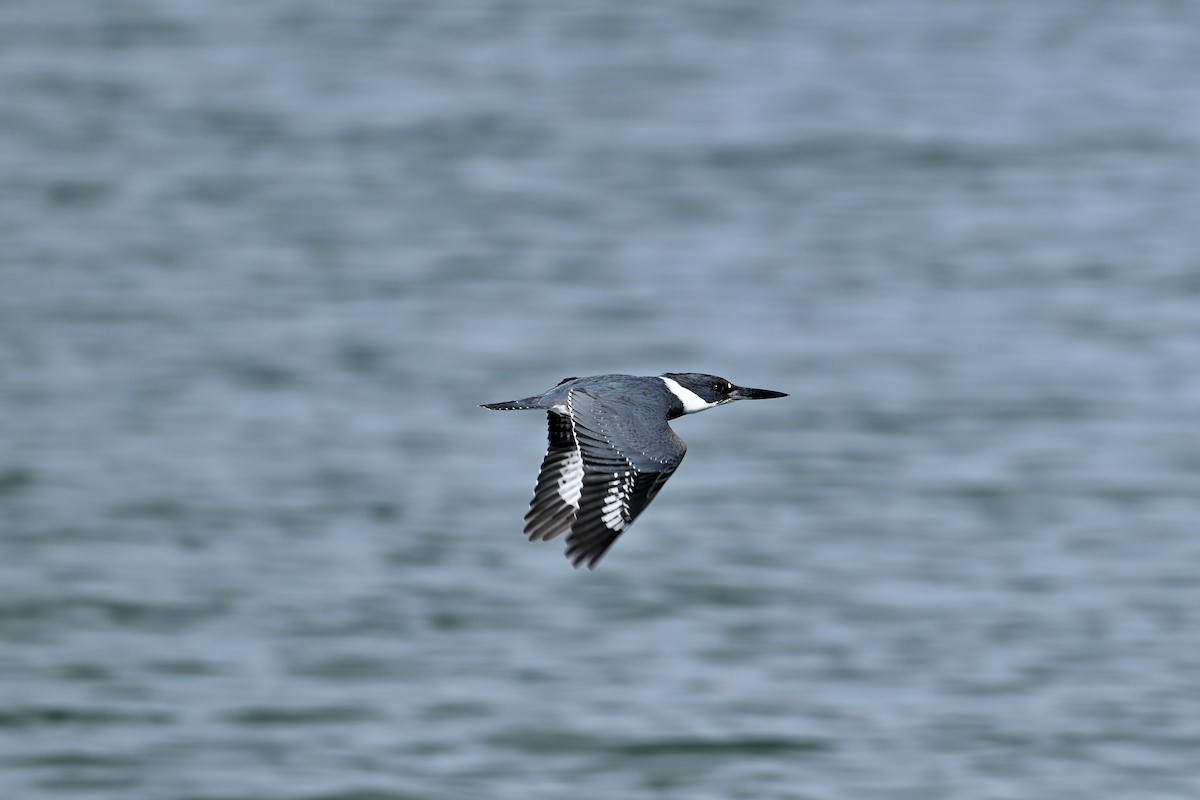 Belted Kingfisher - ML611851662