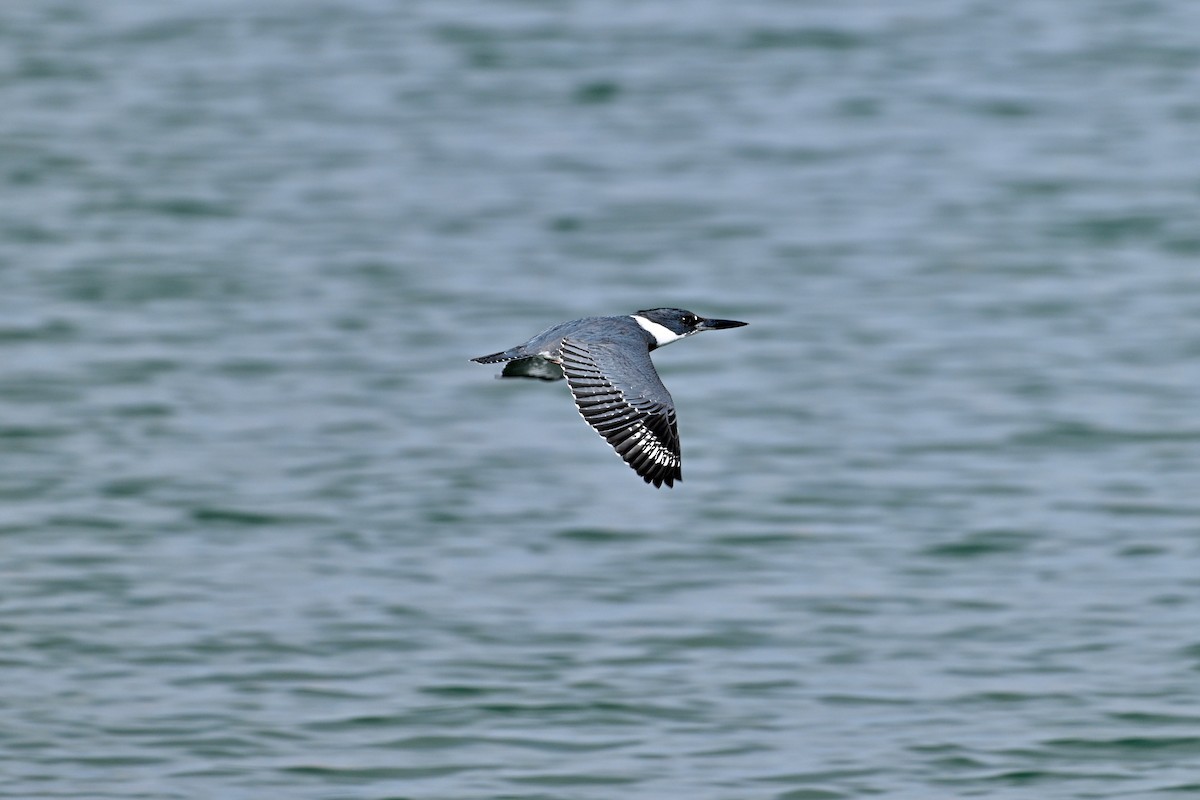 Belted Kingfisher - ML611851678