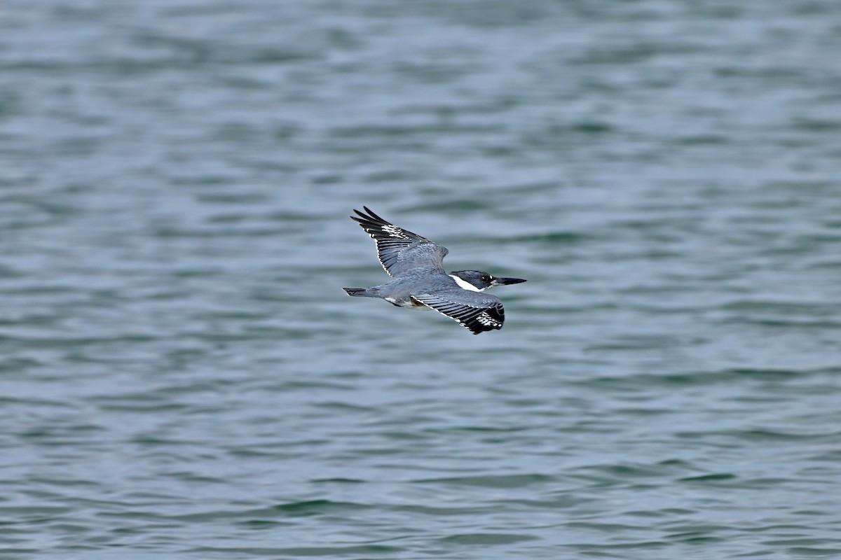 Belted Kingfisher - ML611851681