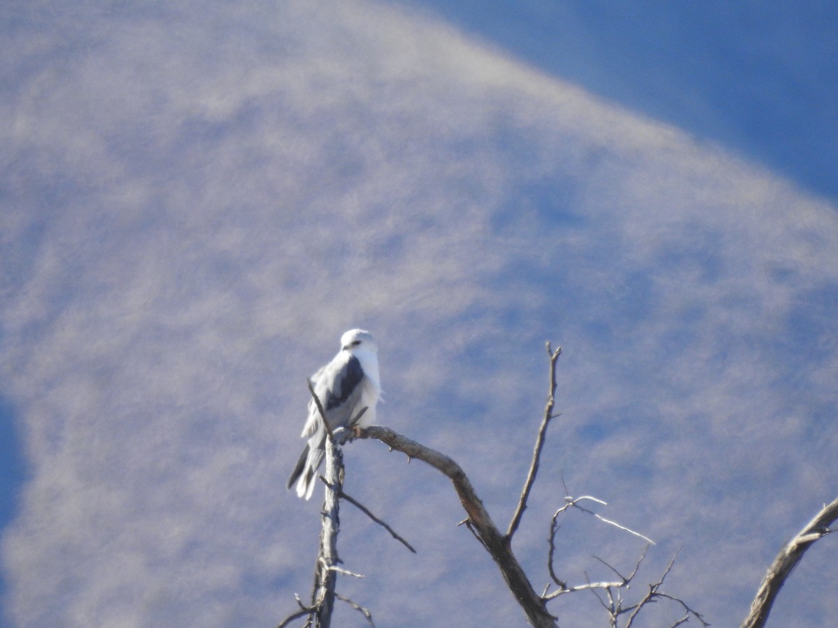 eBird Checklist 3 Dec 2023 Bosque del Apache NWRNorth Loop