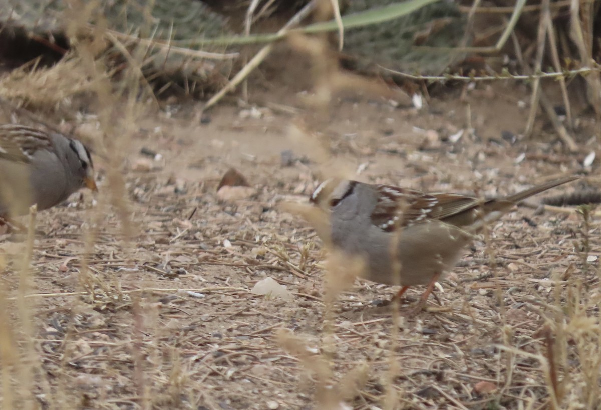 White-crowned Sparrow - ML611851747