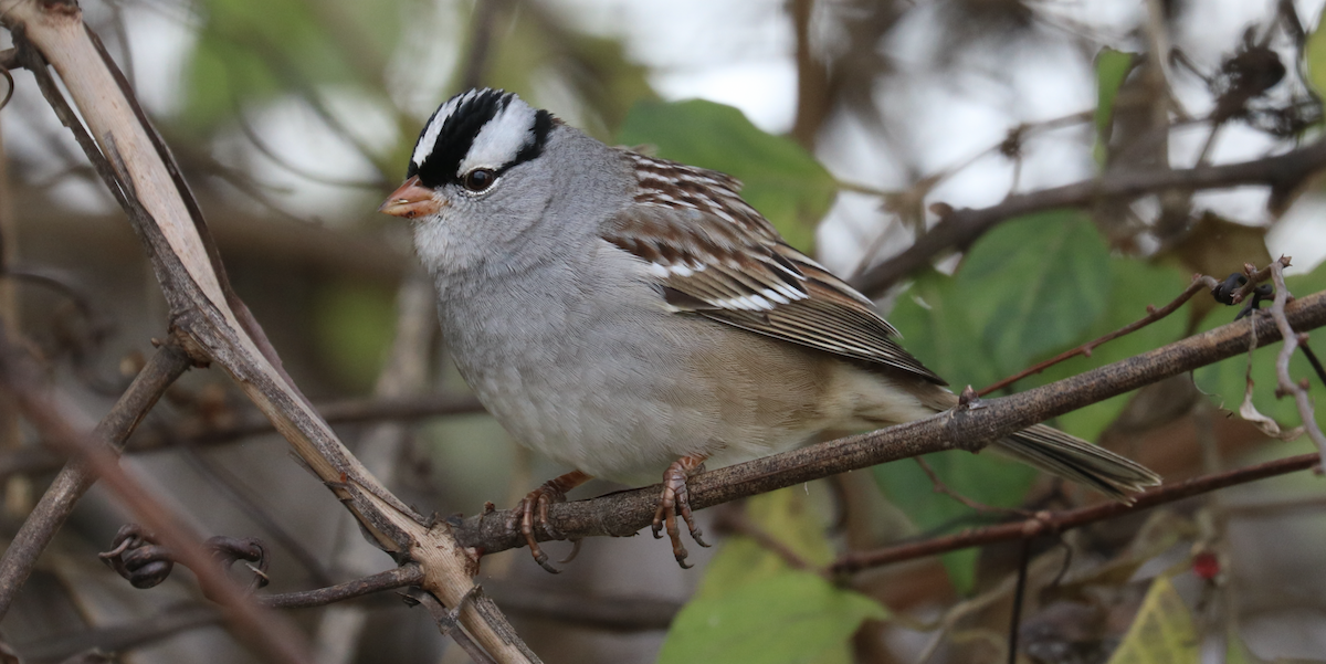 White-crowned Sparrow (Dark-lored) - ML611851827