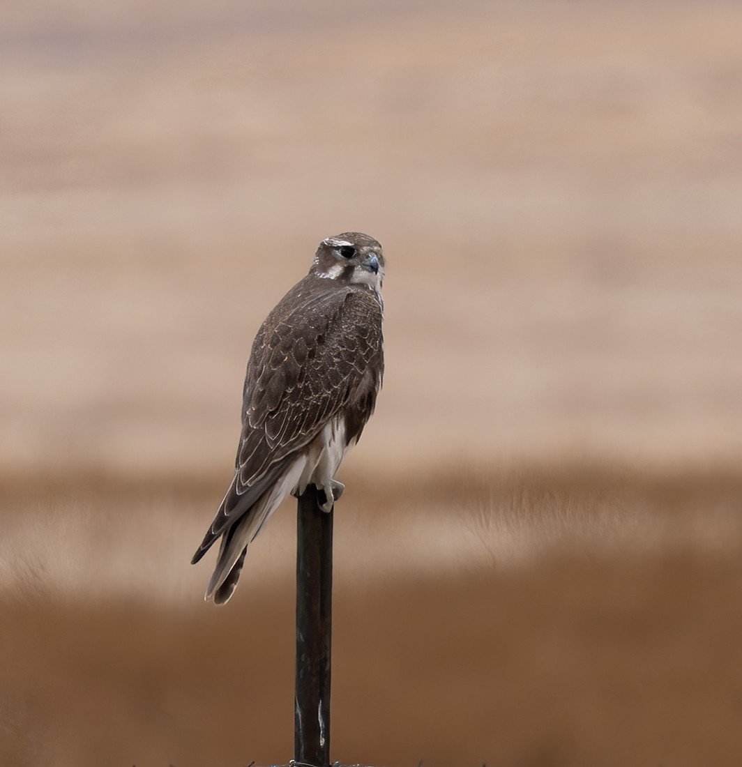 Prairie Falcon - Gary Woods