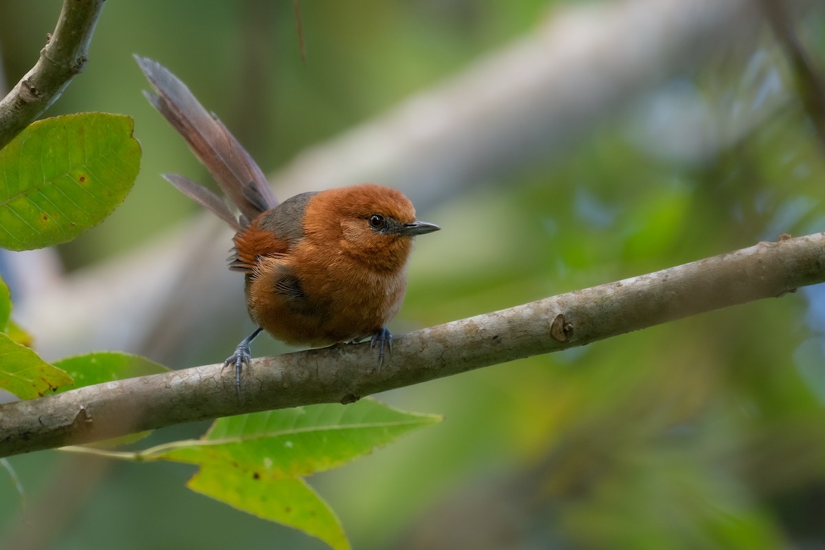 Rusty-headed Spinetail - ML611851871
