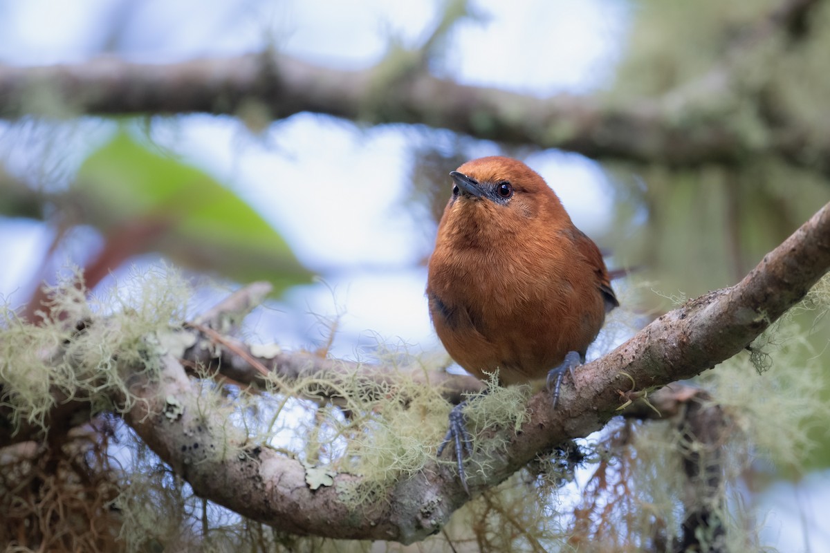 Rusty-headed Spinetail - ML611851873