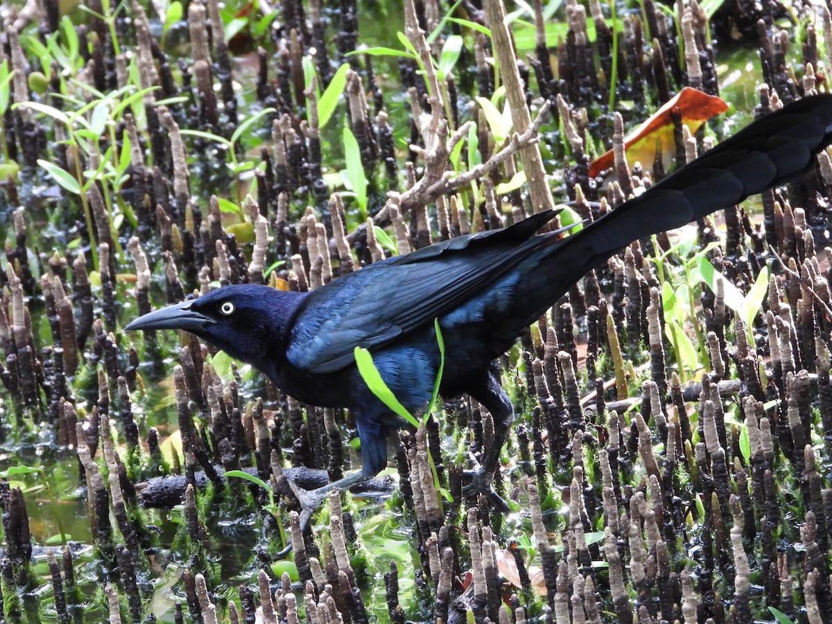 Great-tailed Grackle - ML611851904