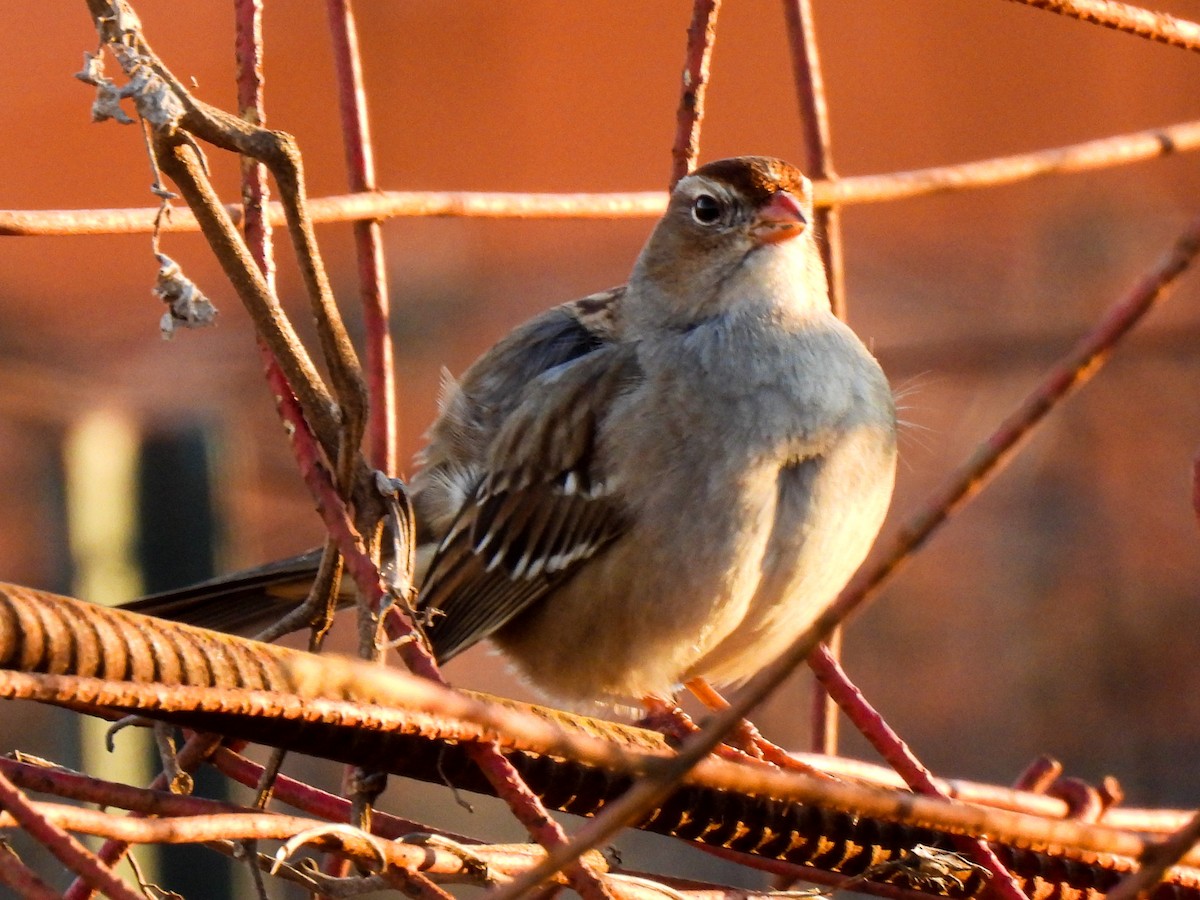 White-crowned Sparrow - ML611851944