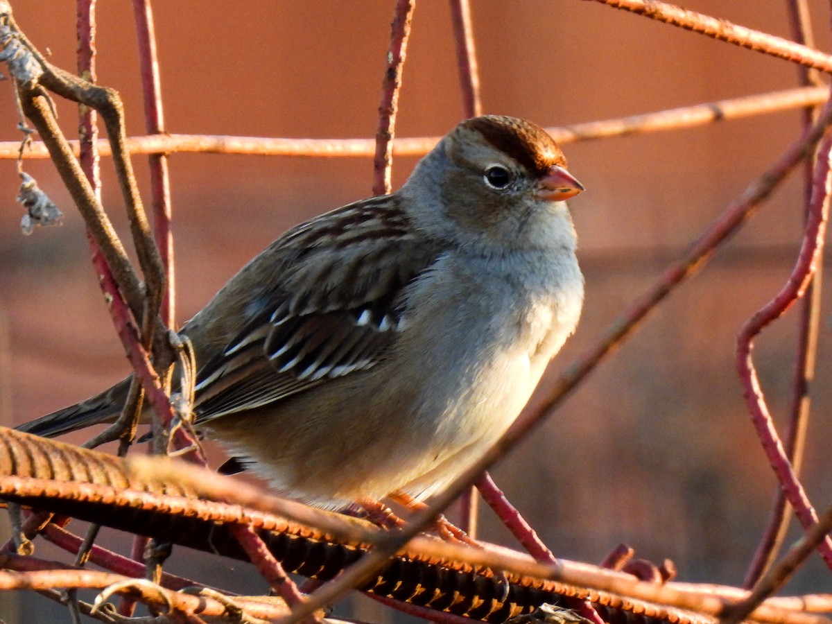 White-crowned Sparrow - ML611851946