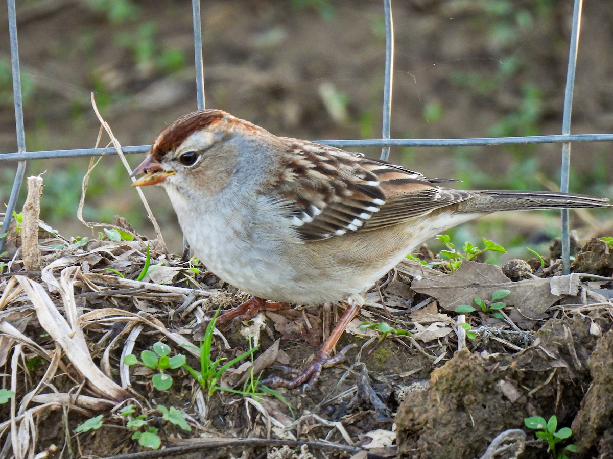 White-crowned Sparrow - ML611851947