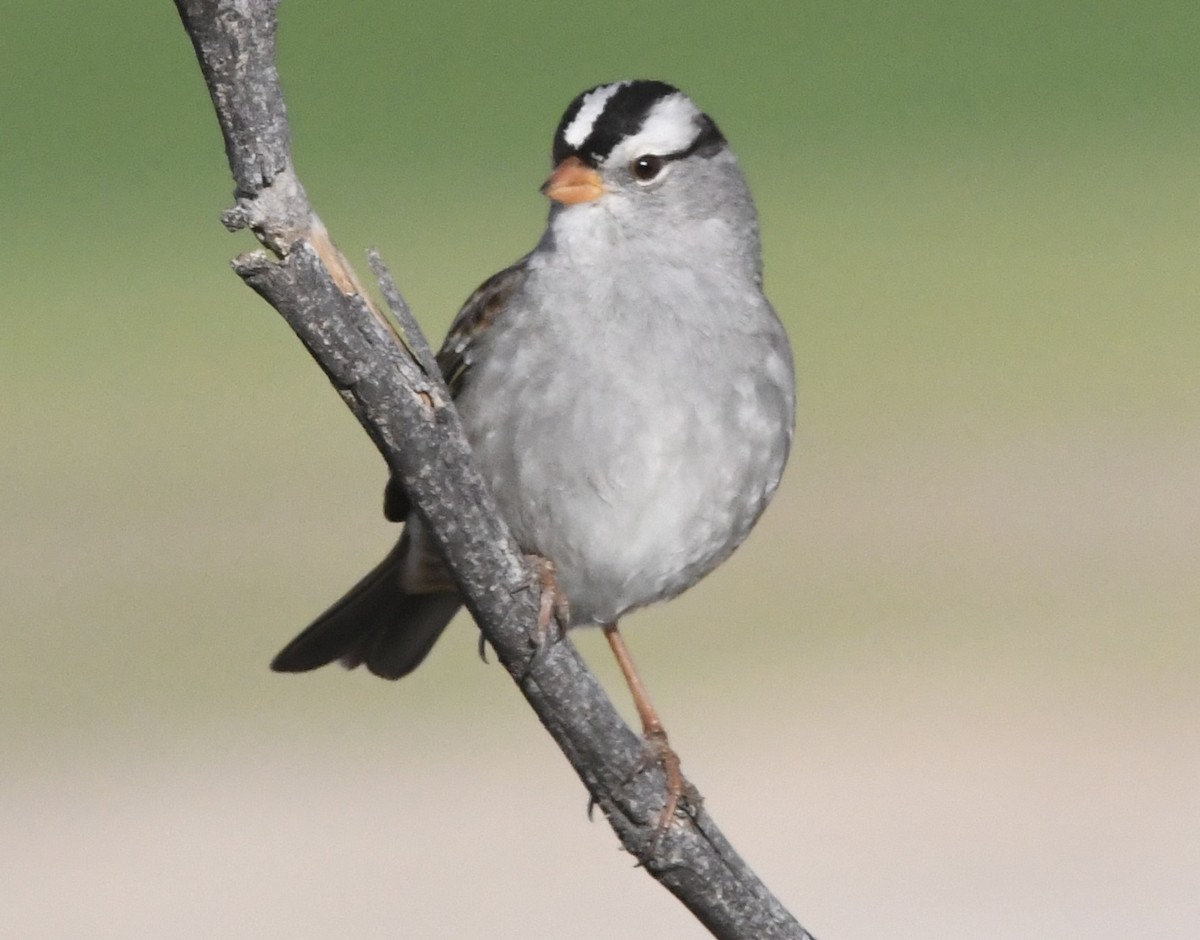 White-crowned Sparrow (Gambel's) - ML611852164
