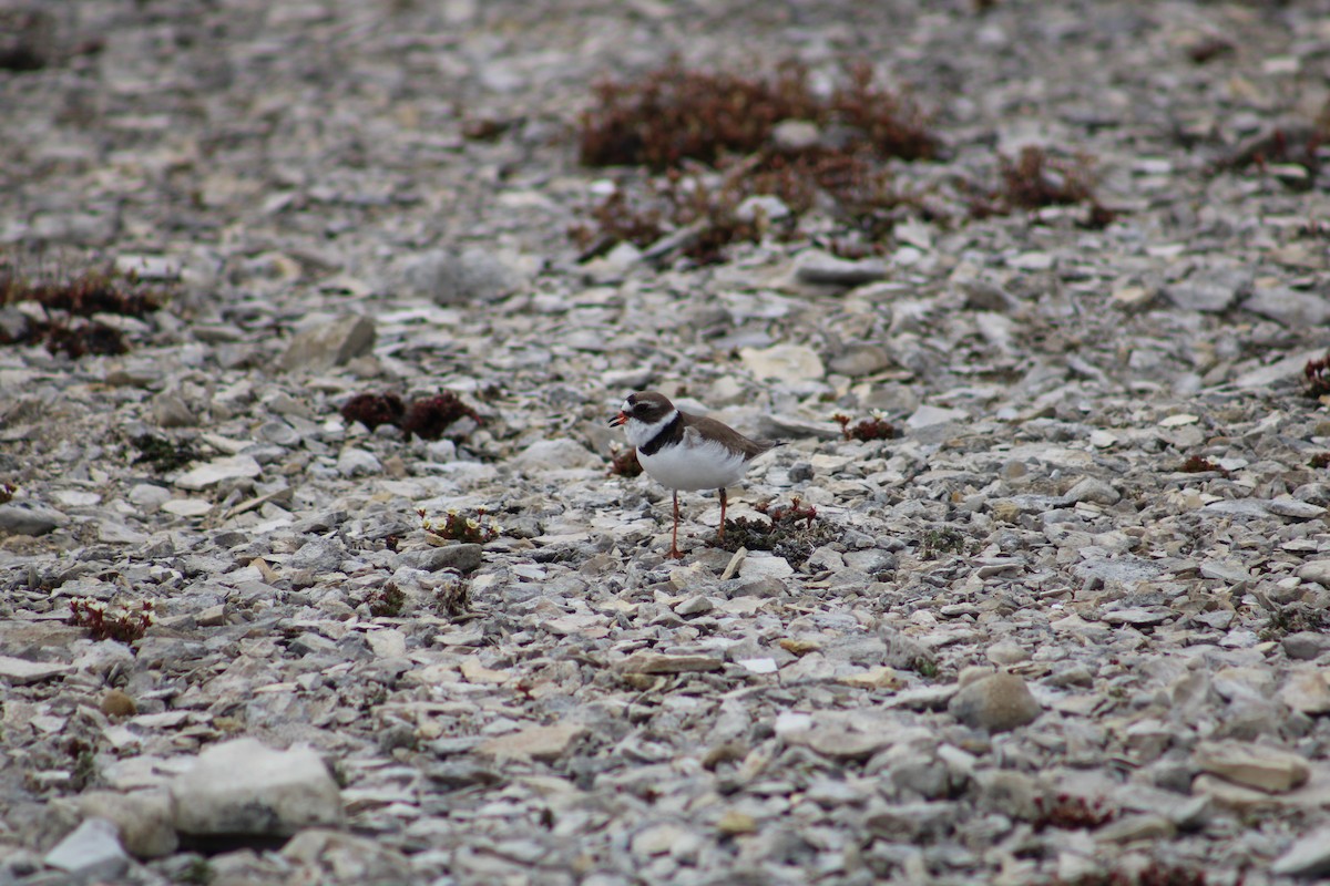 Semipalmated Plover - ML611852211