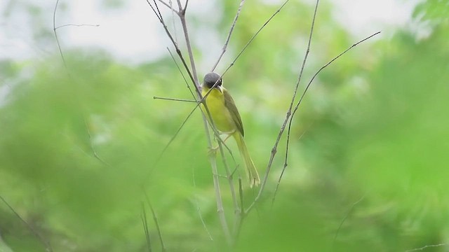 Gray-crowned Yellowthroat - ML611852336