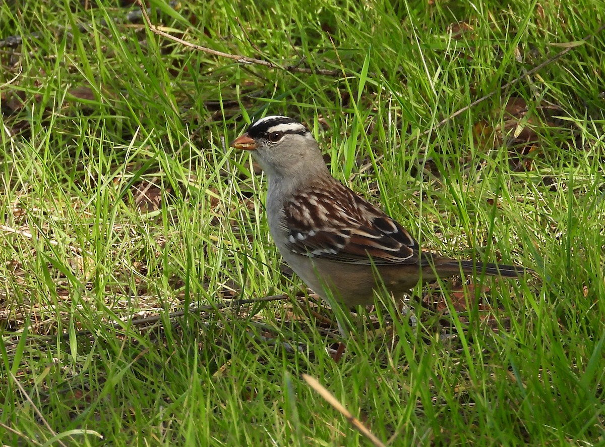 White-crowned Sparrow - ML611852657