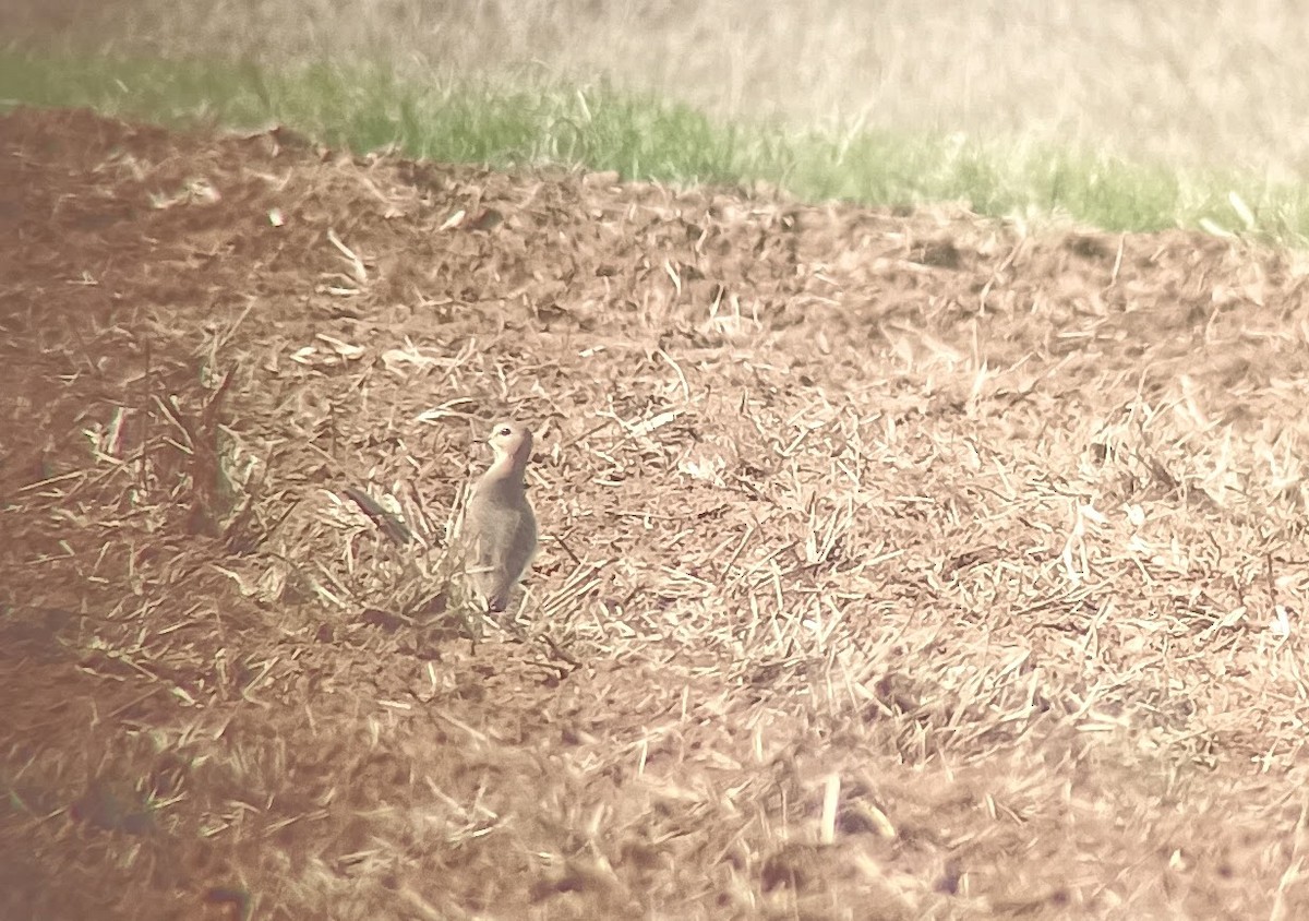 eBird Checklist 3 Dec 2023 Par Road 15, Shreveport, Louisiana, US (32.679, 93.791) 17