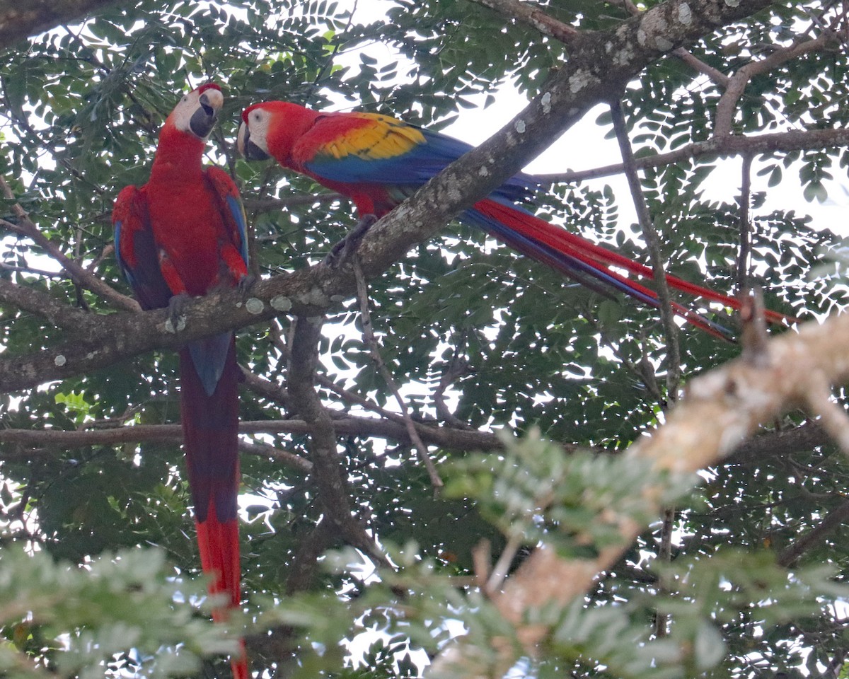 Scarlet Macaw - ML611852687