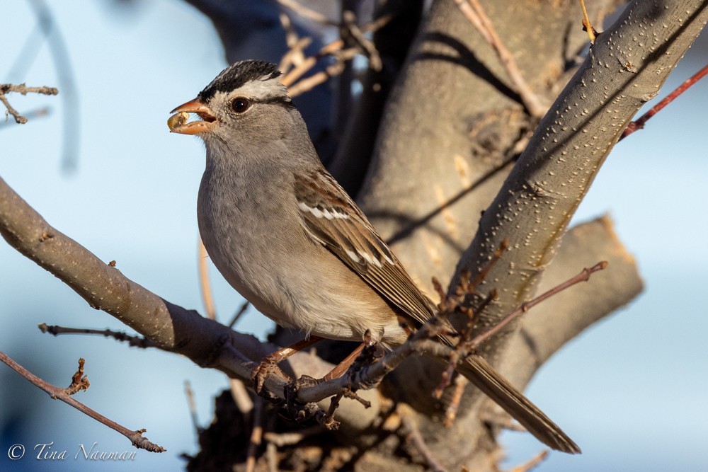 White-crowned Sparrow - ML611852790