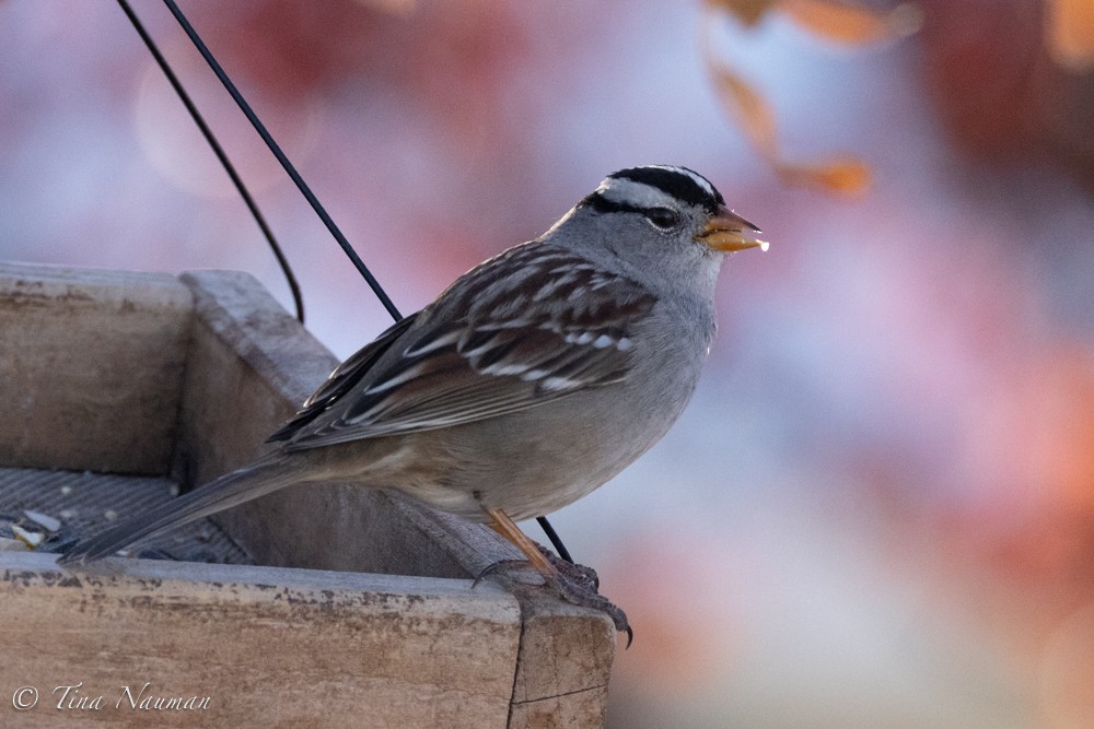 White-crowned Sparrow - ML611852793