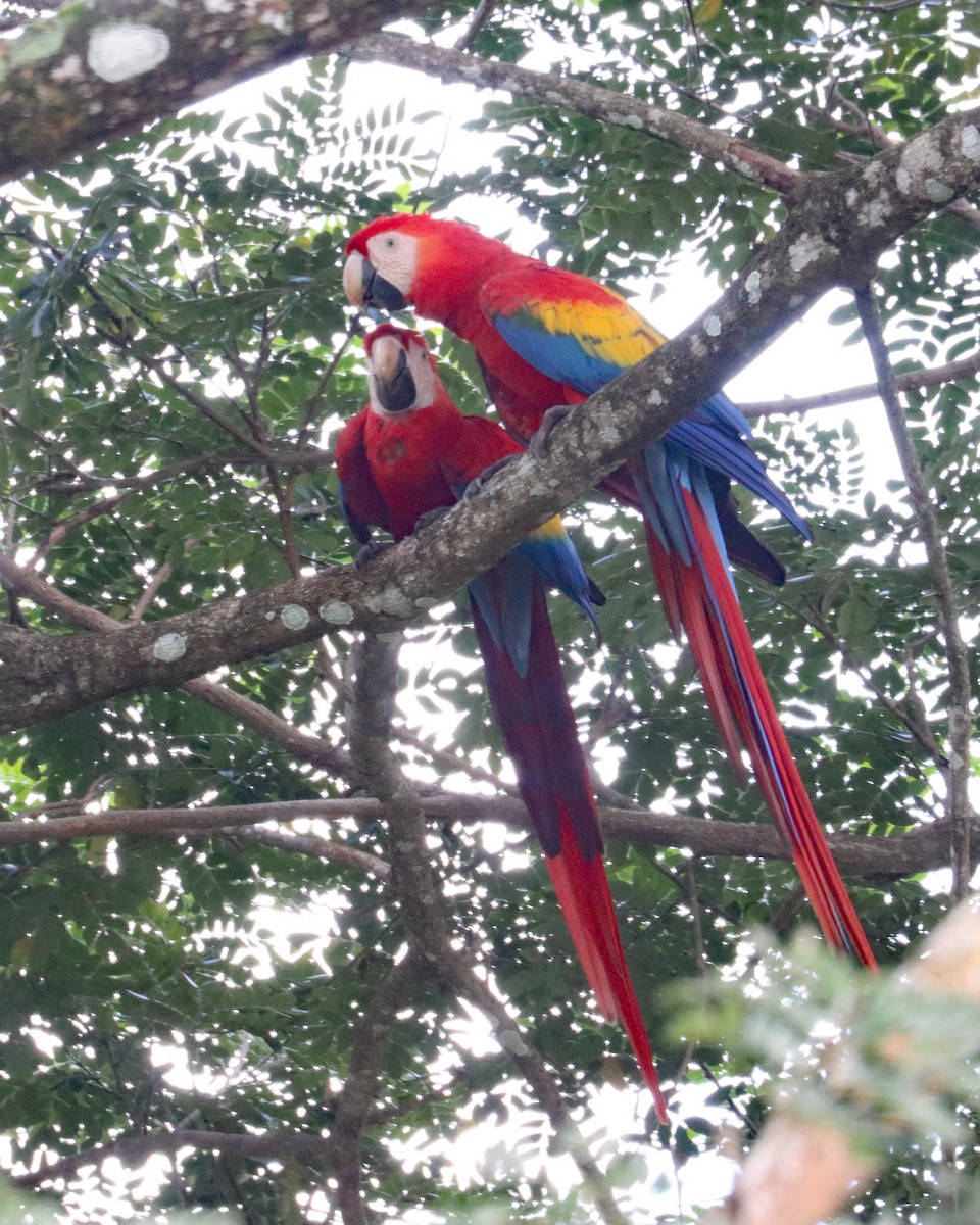 Scarlet Macaw - ML611852849