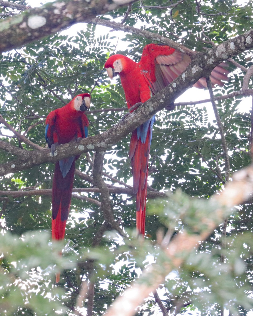 Scarlet Macaw - ML611852885