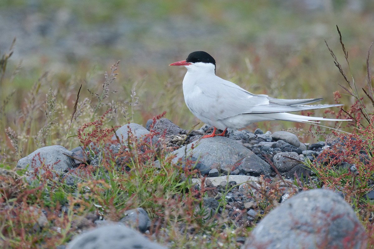 Arctic Tern - ML611852967