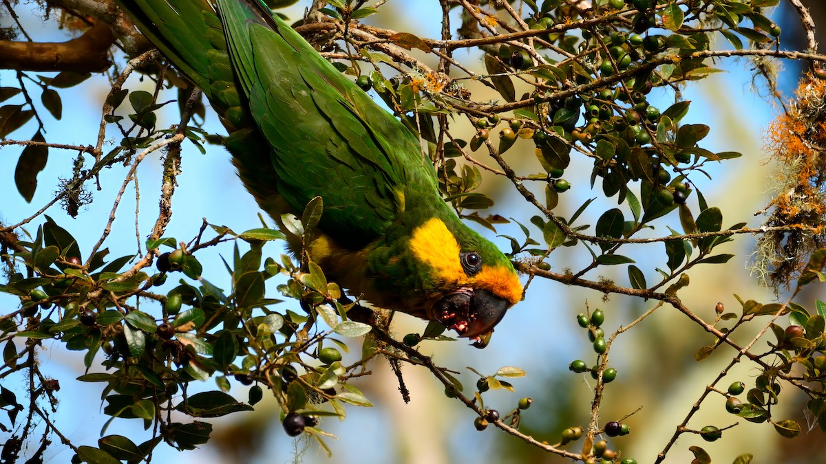 Yellow-eared Parrot - Mike Melton
