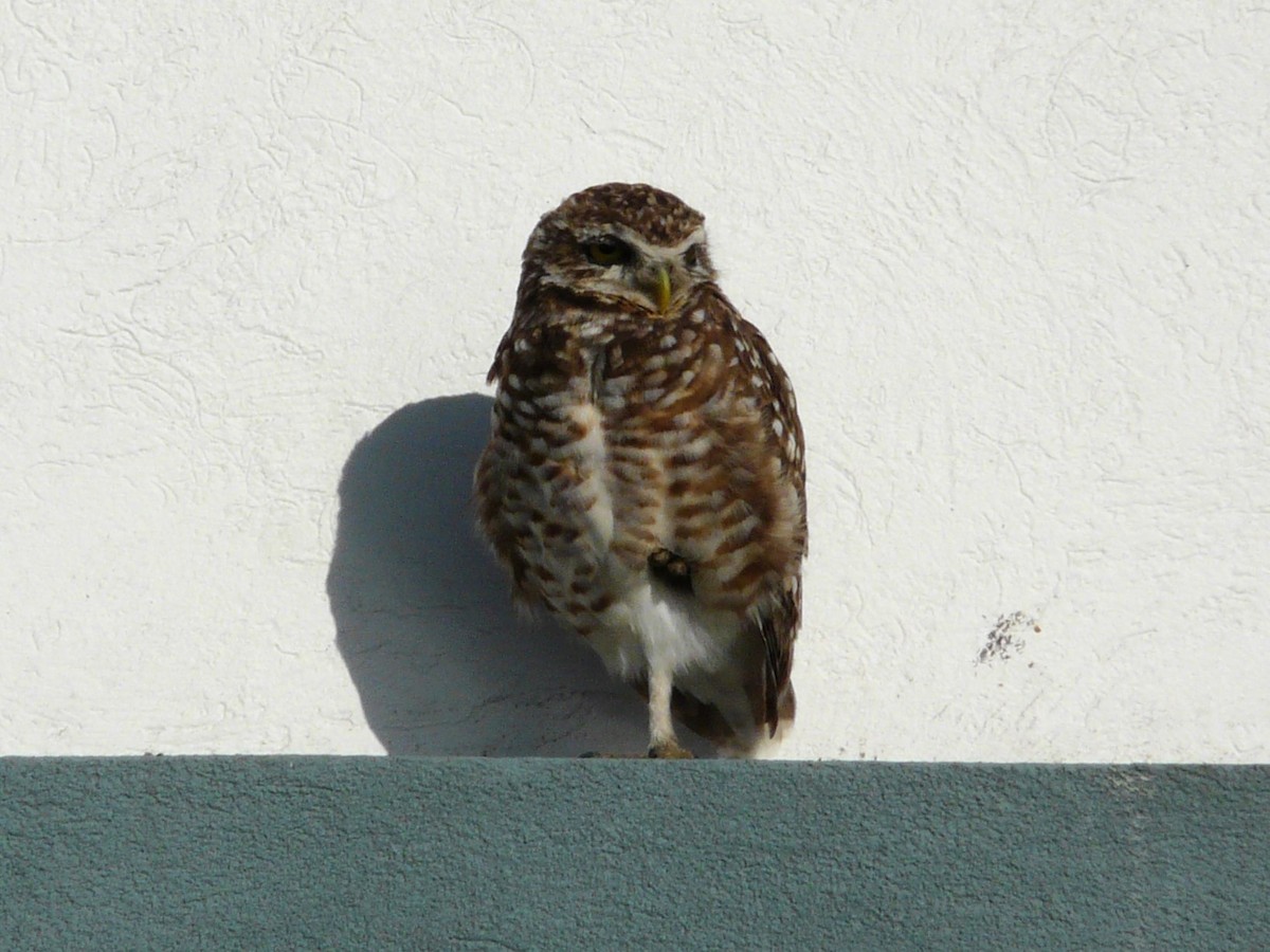 Burrowing Owl - ML611853418