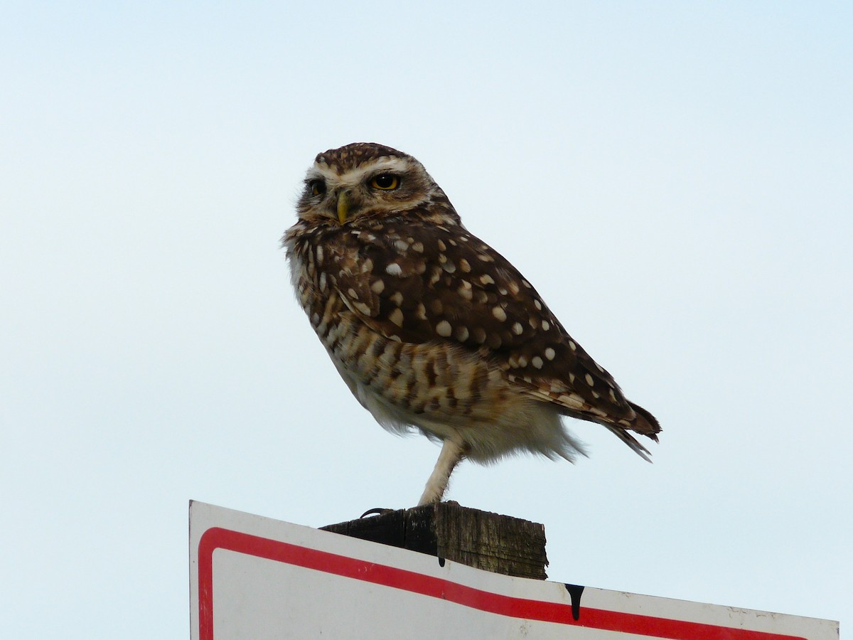 Burrowing Owl - Julia M.