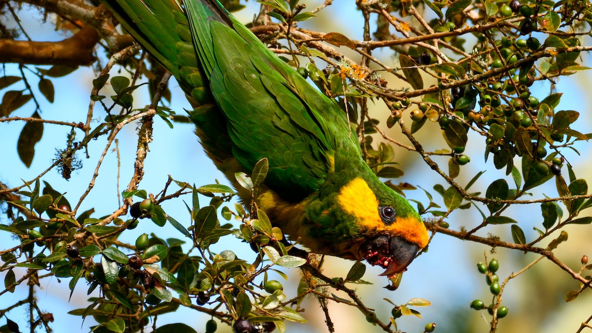 Yellow-eared Parrot - ML611853604