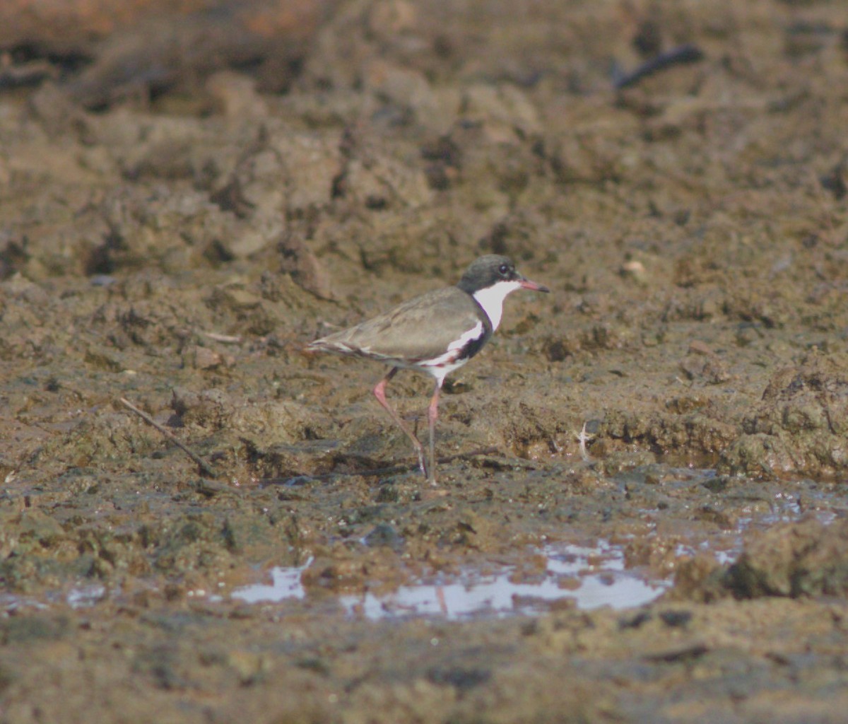 Red-kneed Dotterel - ML611853608
