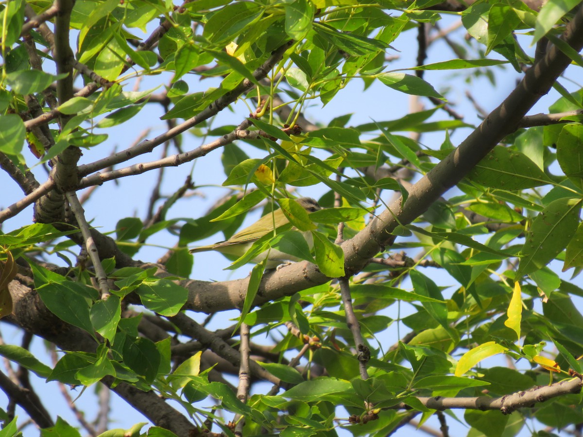Red-eyed Vireo - ML611853855
