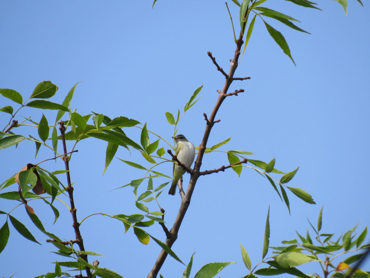 Red-eyed Vireo - ML611853859