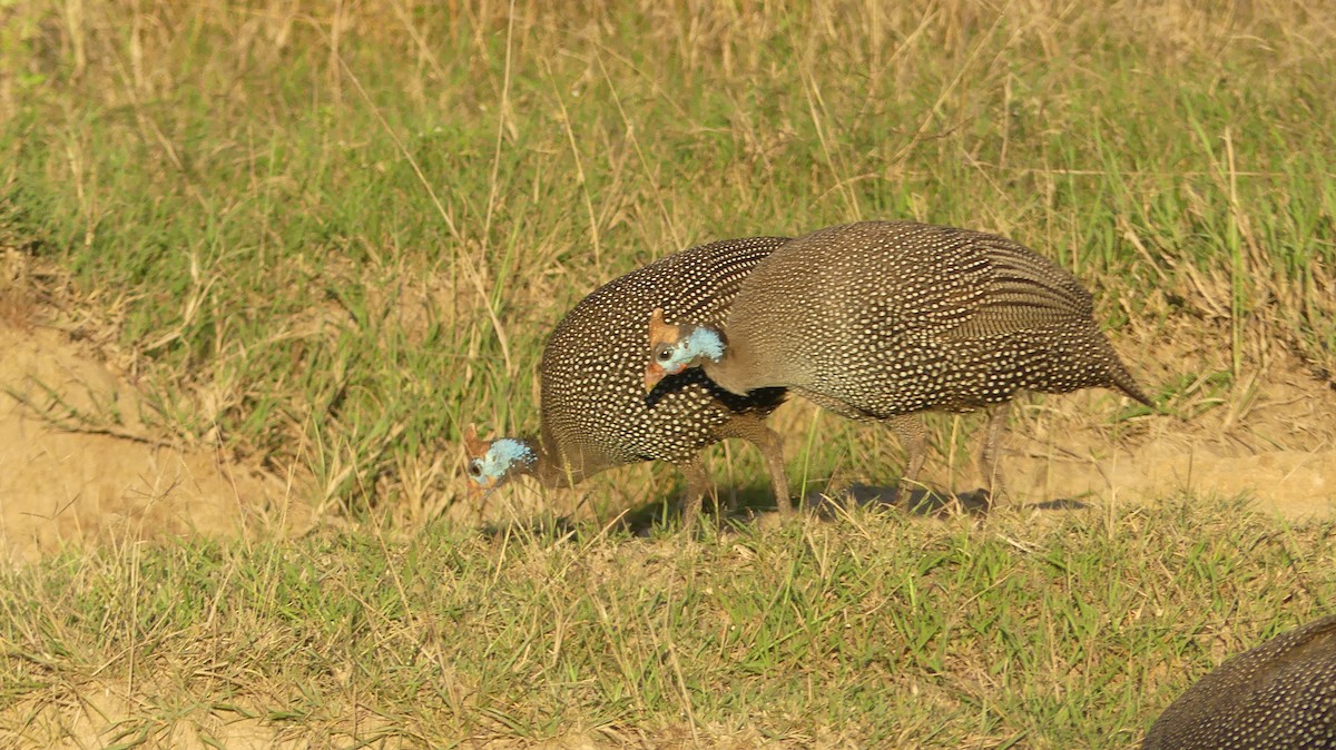 Helmeted Guineafowl - ML611853862
