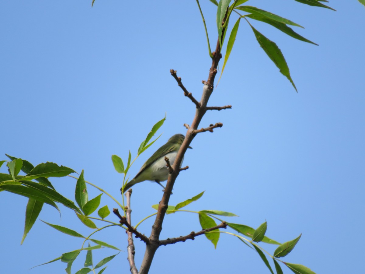 Red-eyed Vireo - ML611853869