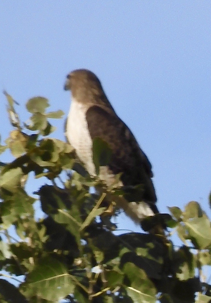 Red-tailed Hawk (fuertesi) - Paul Alford