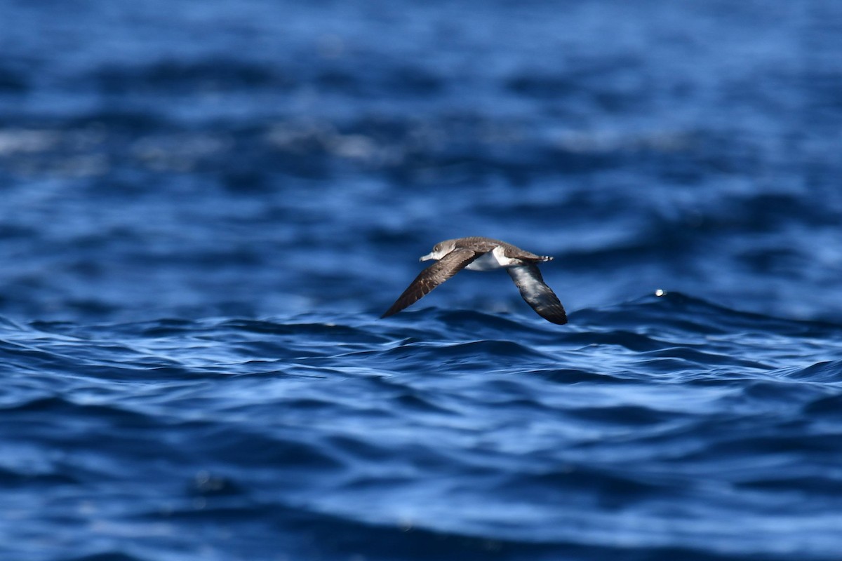 Pink-footed Shearwater - Greg Enns