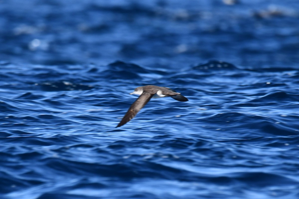 Pink-footed Shearwater - ML611854142