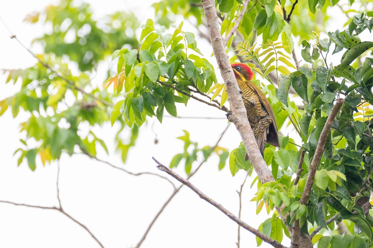 Golden-green Woodpecker (Golden-green) - Flavio Moraes